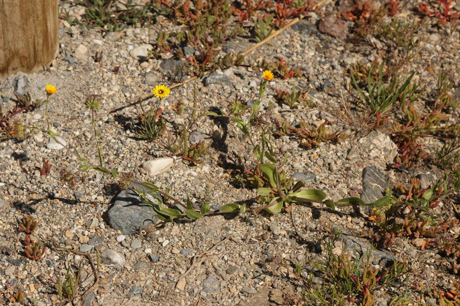 Calendula (Habitus).jpg