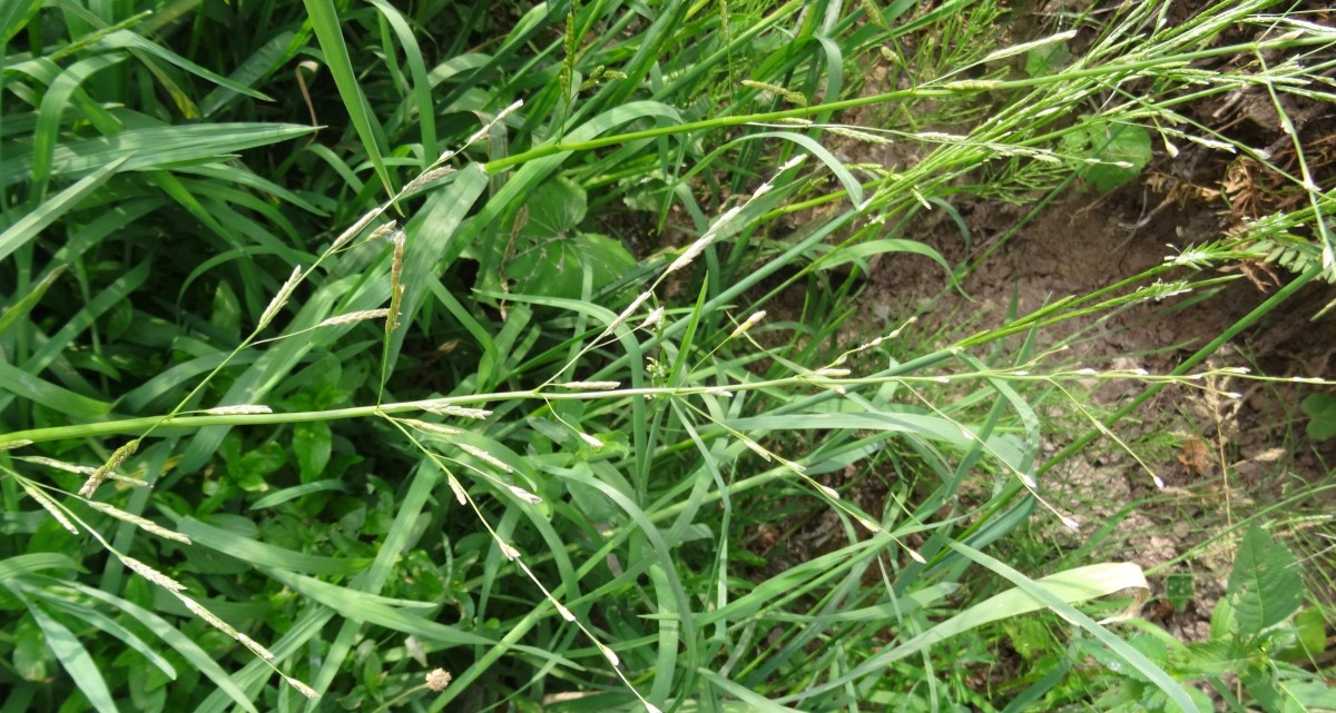 DSC02616 Kahle Hirse #2.JPG