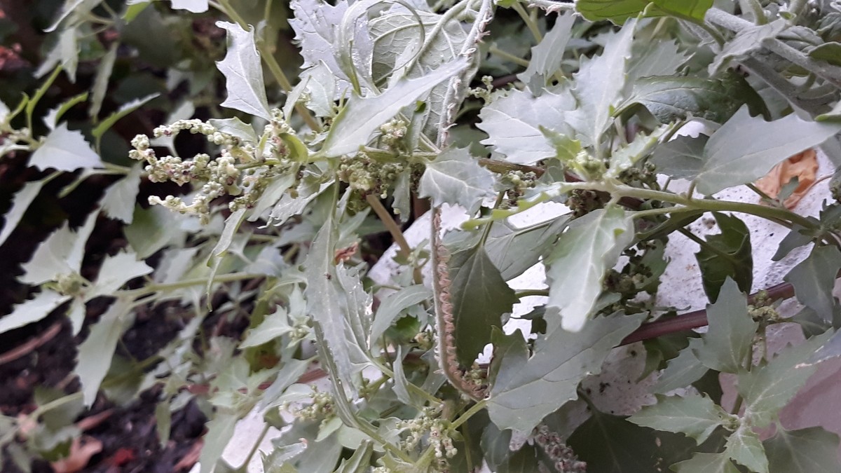 Chenopodium1.jpeg