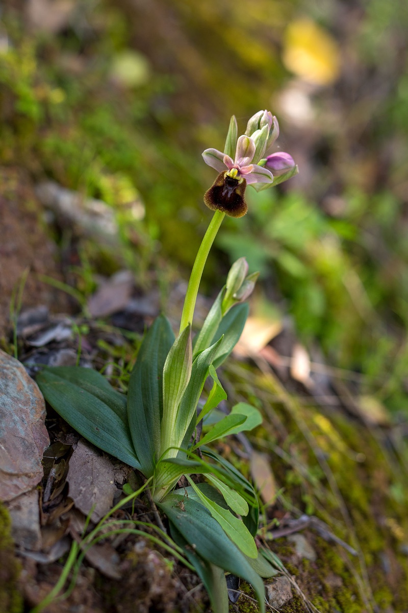 Ophrys normanii