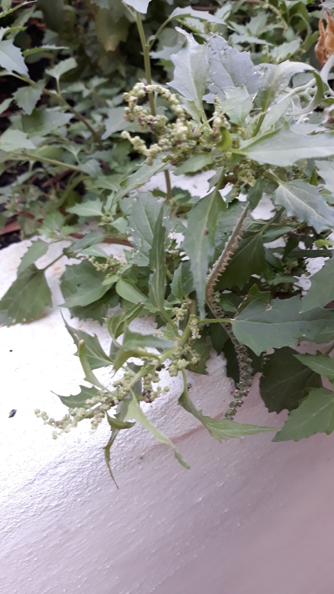 Chenopodium2.jpeg