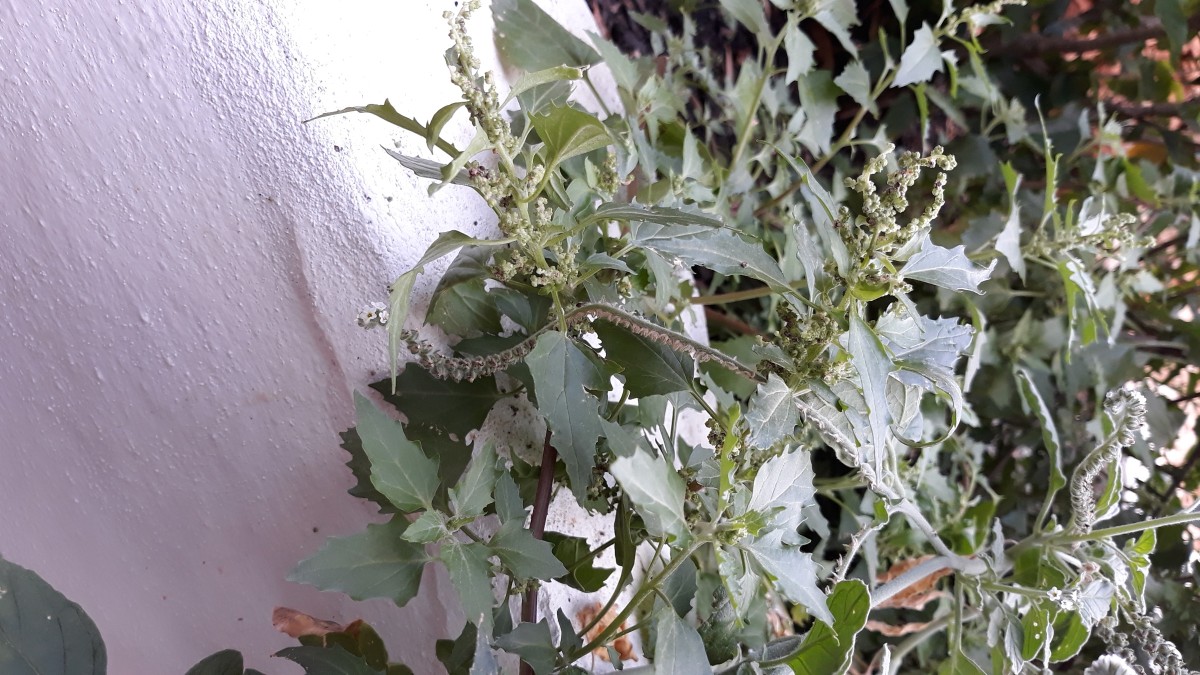 Chenopodium3.jpg