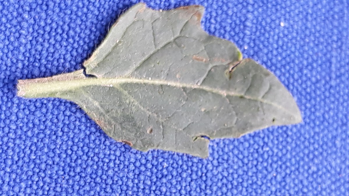 Chenopodium4.jpg