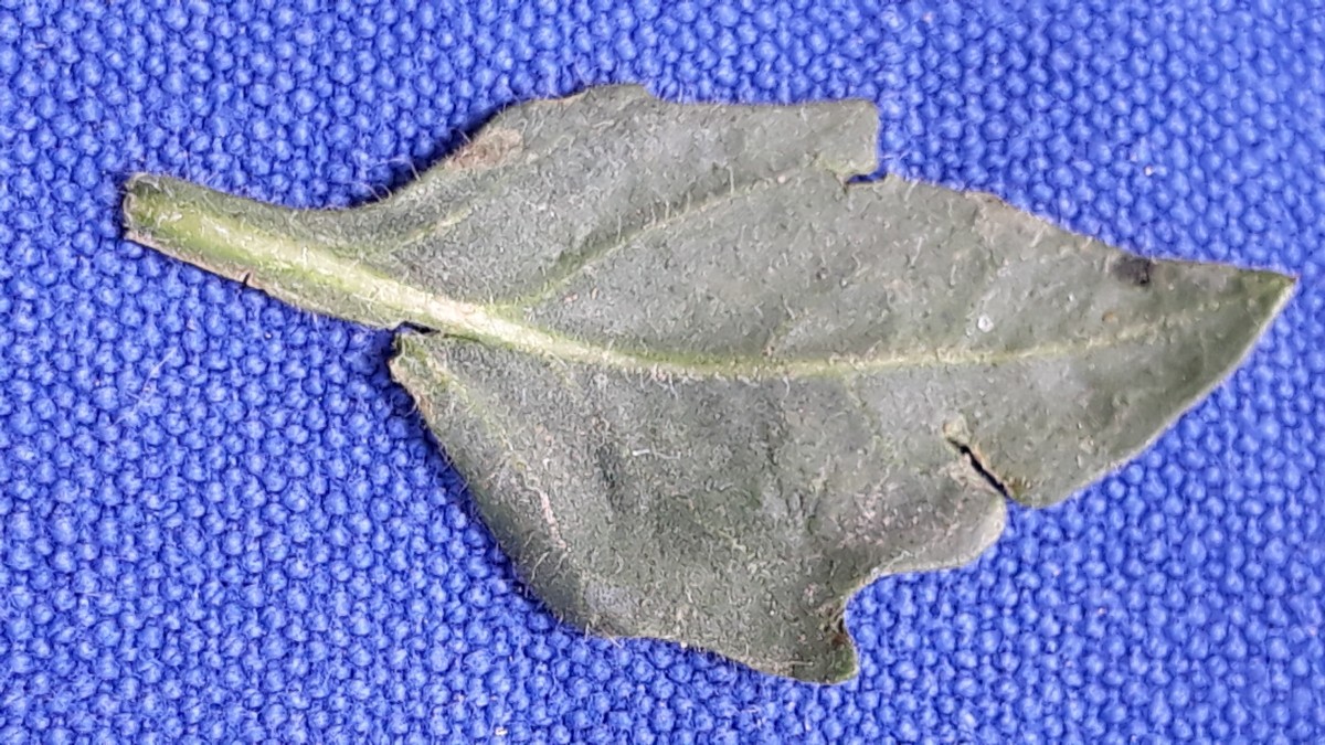 Chenopodium5.jpg