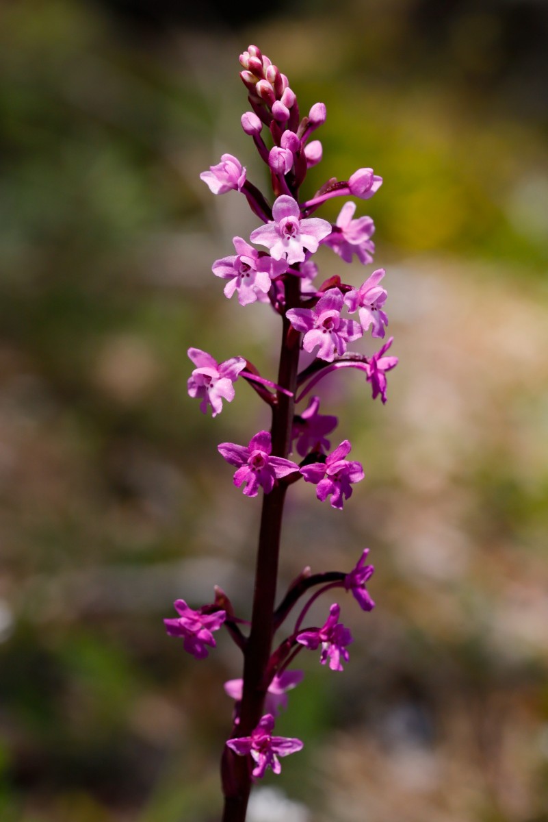 Orchis quadripunctata, , Vierpunkt-Knabenkraut_260429_Olymp_MG_4310_1.JPG