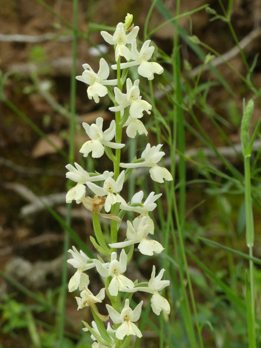 Orchis provincialis ,  Provence-Knabenkraut_260430_Meteora_0430_1.JPG