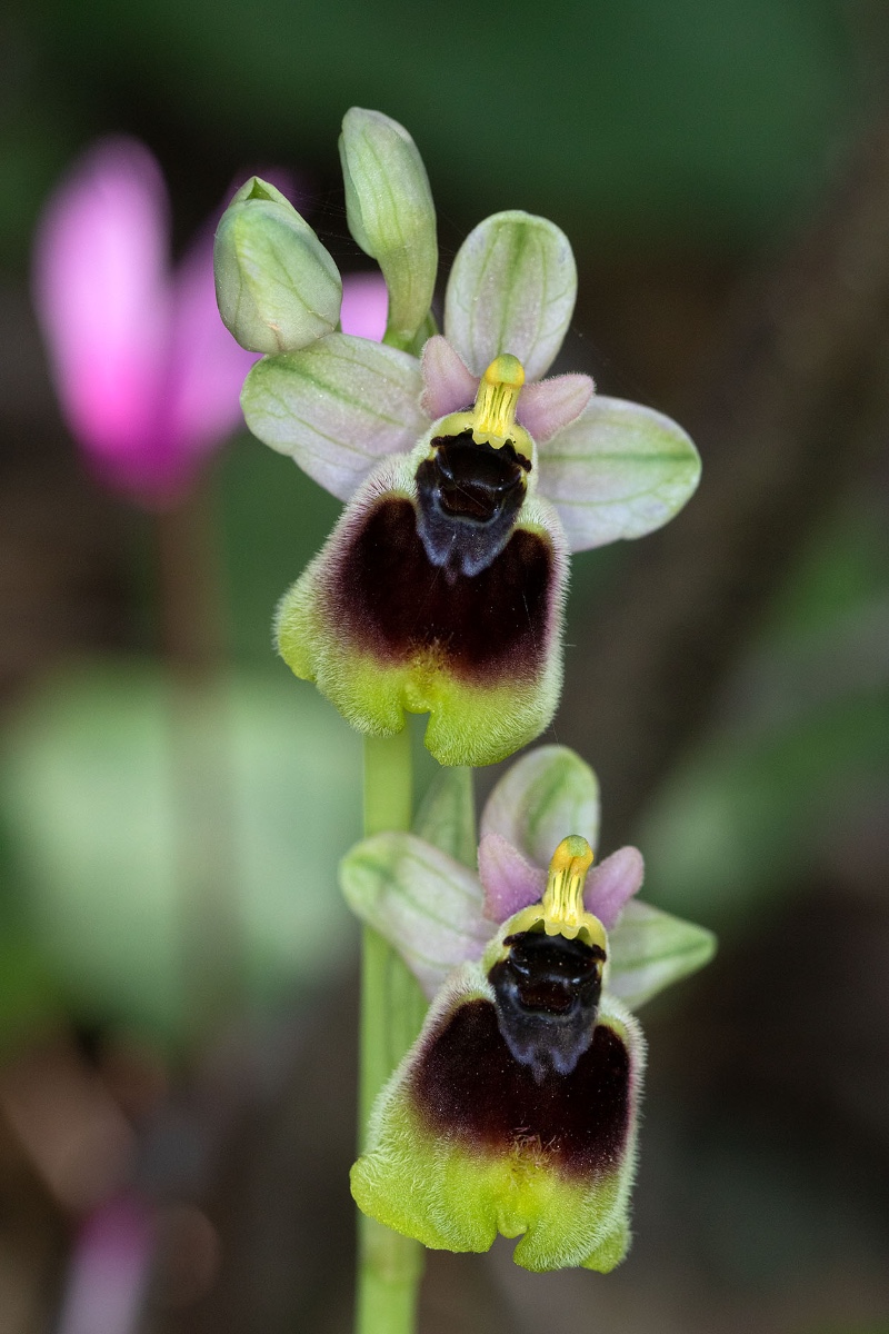 Ophrys normanii