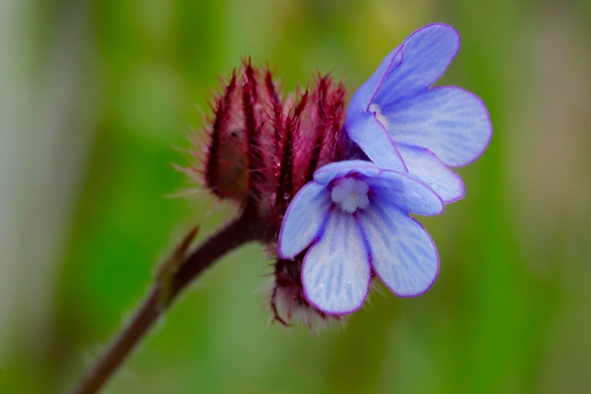 Anchusella cretica, Kretisches Ochsenzünglein,_260501_Meteora_4905_1.JPG
