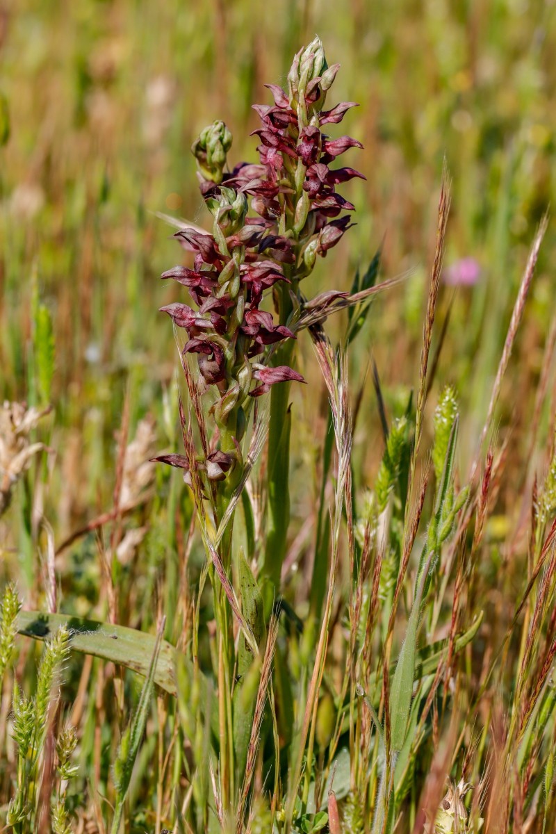 Anacamptis coriophora, Wanzen-Knabenkraut_Kerkini-See_260504_5308_1.JPG