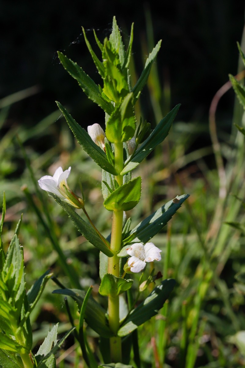Gratiola officinalis, Gnadenkraut, Gottes-_Kerkini-See_260504_5333_1.JPG
