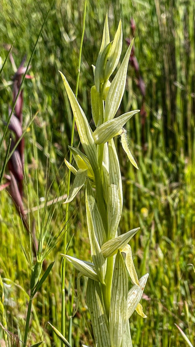 Serapias bergonii, Bergons Zungenständel_ Kerkini-See_260504_4647.JPG