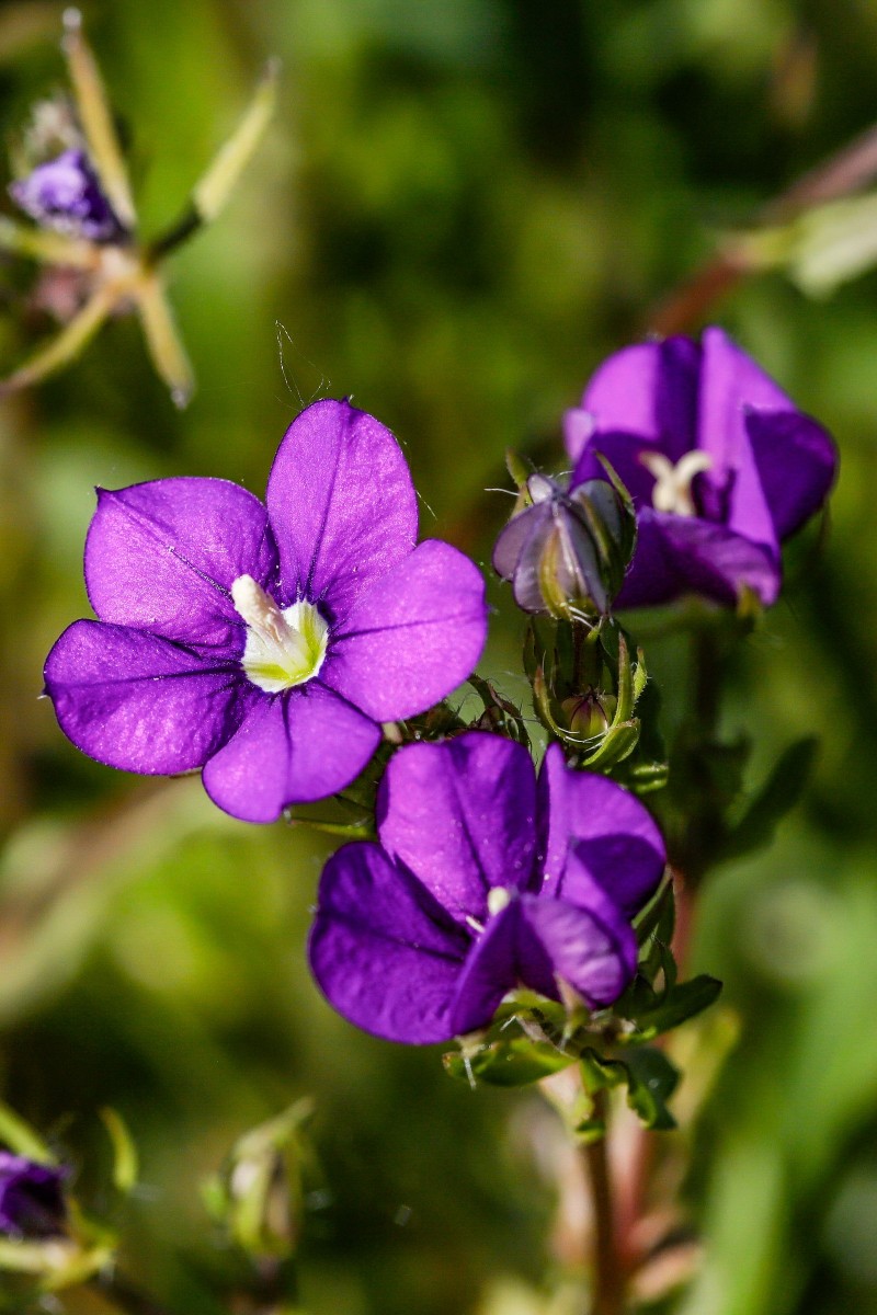 Legousia speculum-veneris, Frauenspiegel, Echter_Kerkini-See_260503_5104_1_1.JPG