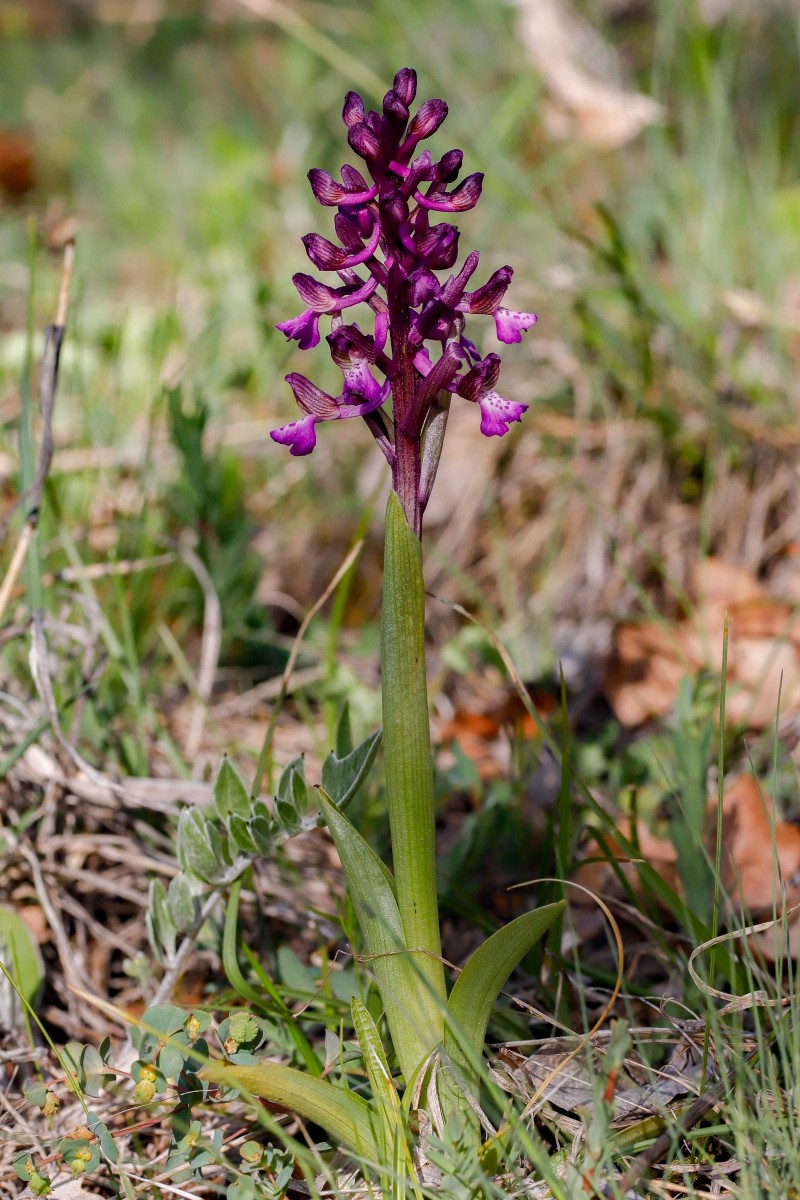 Anacamptis morio, Kleines Knabenkraut_260504_Volakas_5534 (1)_1.JPG