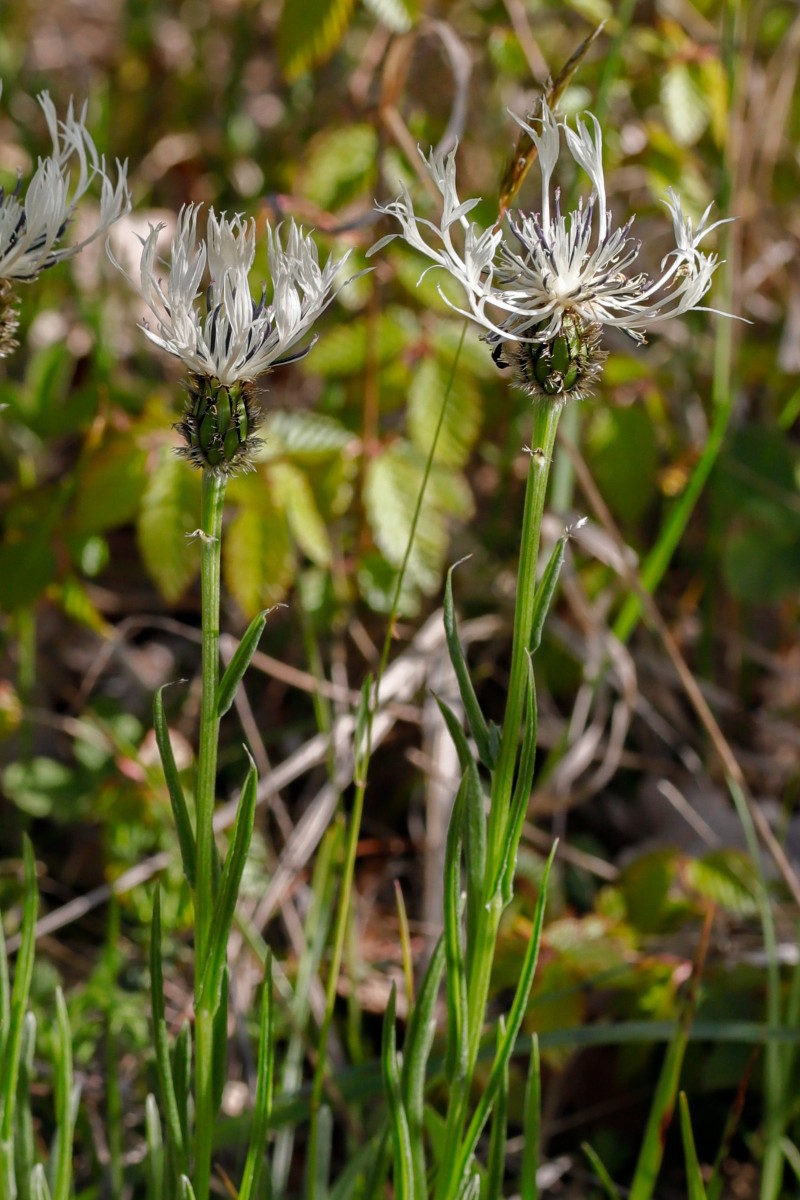 Centaurea austrobalcanica Südliche Balkan-Flockenblume_Volakas_260504_5529_1.JPG