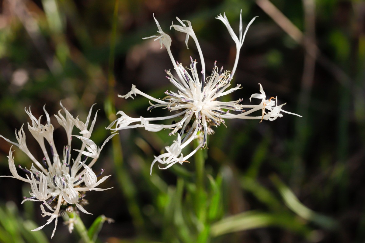 Centaurea austrobalcanica Südliche Balkan-Flockenblume_Volakas_260504_5530_1.JPG