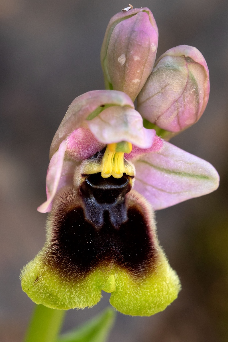 Ophrys normanii