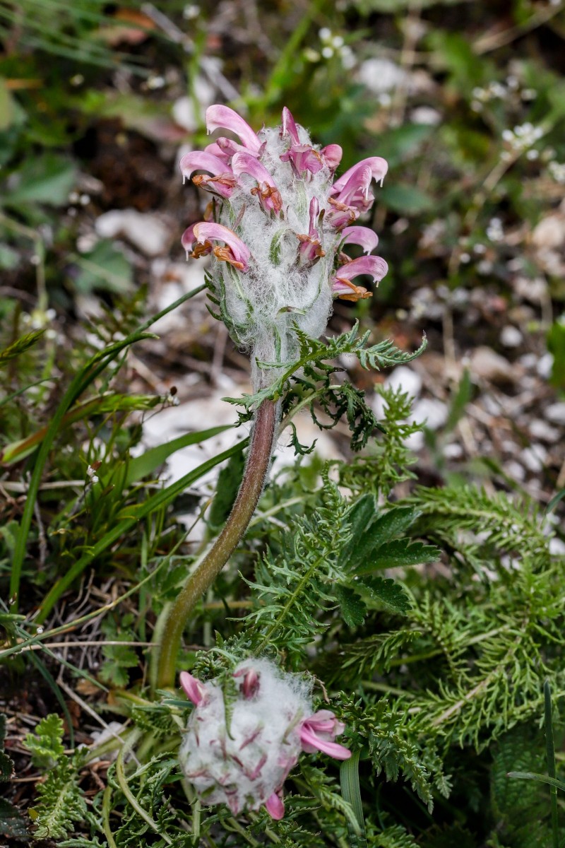 Pedicularis frederici- augusti  Friedrich-August-Läusekraut,_Falakro_260505_632_1.JPG