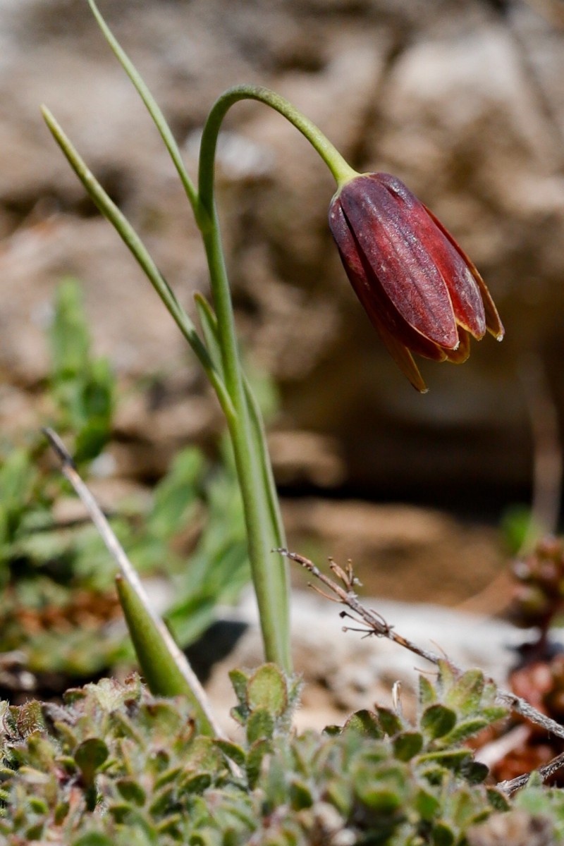 Fritillaria drenovskii Drenovskis Schachblume_Falakro_260506_5766_1.JPG