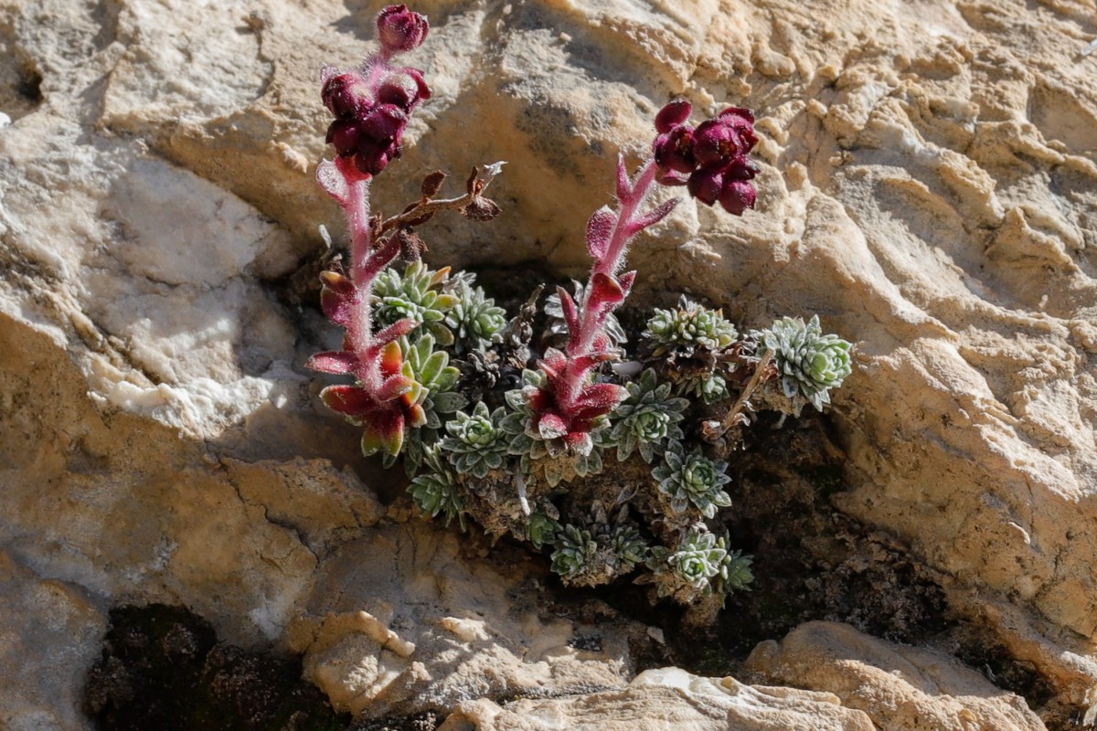Saxifraga sempervivum Hauswurz-Steinbrech_Falakro_260506_5754_1.JPG