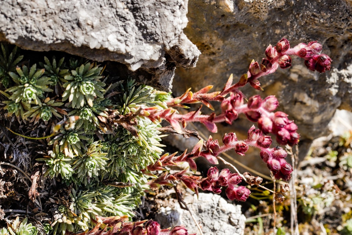 Saxifraga sempervivum Steinbrech-Hauswurz__Falakro_260506_5757_1.JPG