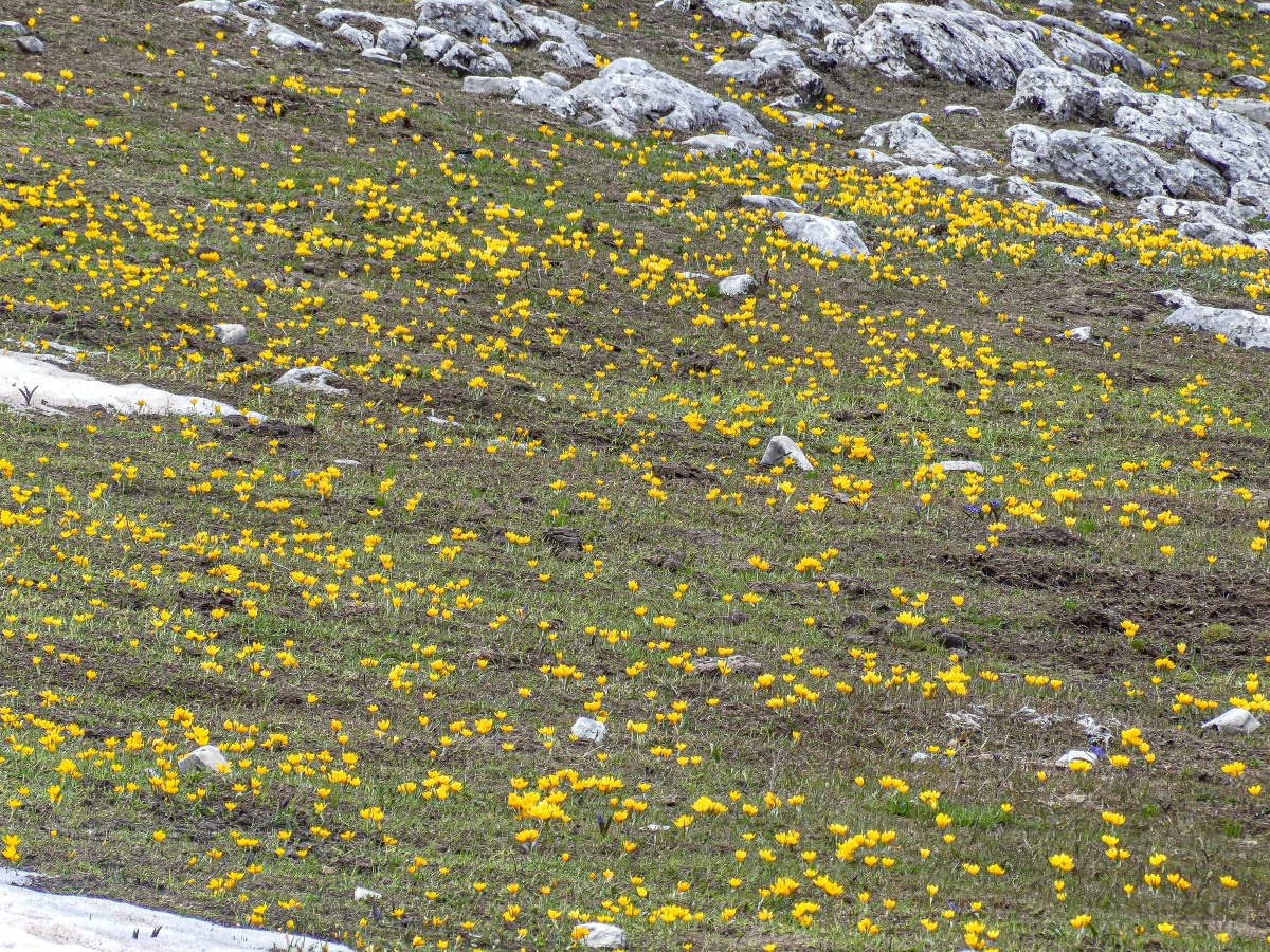 Crocus chrysanthus Kleiner Krokus,_Falakro_260505_P1200141_1.JPG