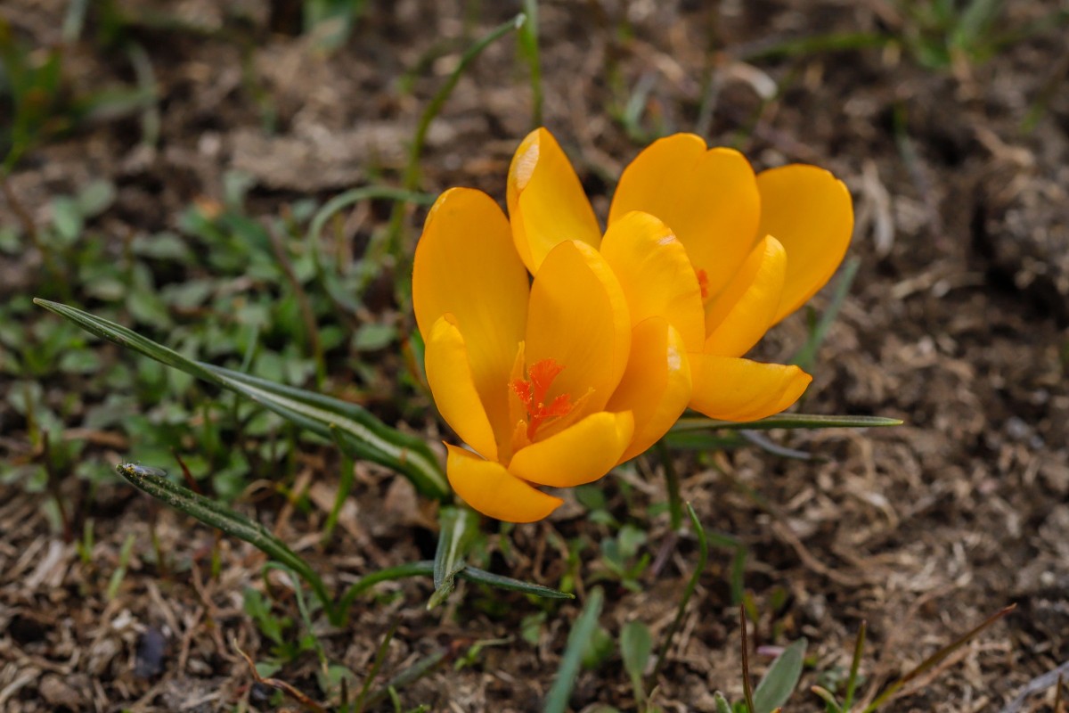 Crocus chrysanthus Kleine Krokus_ Falakro_260505_5651_1.JPG