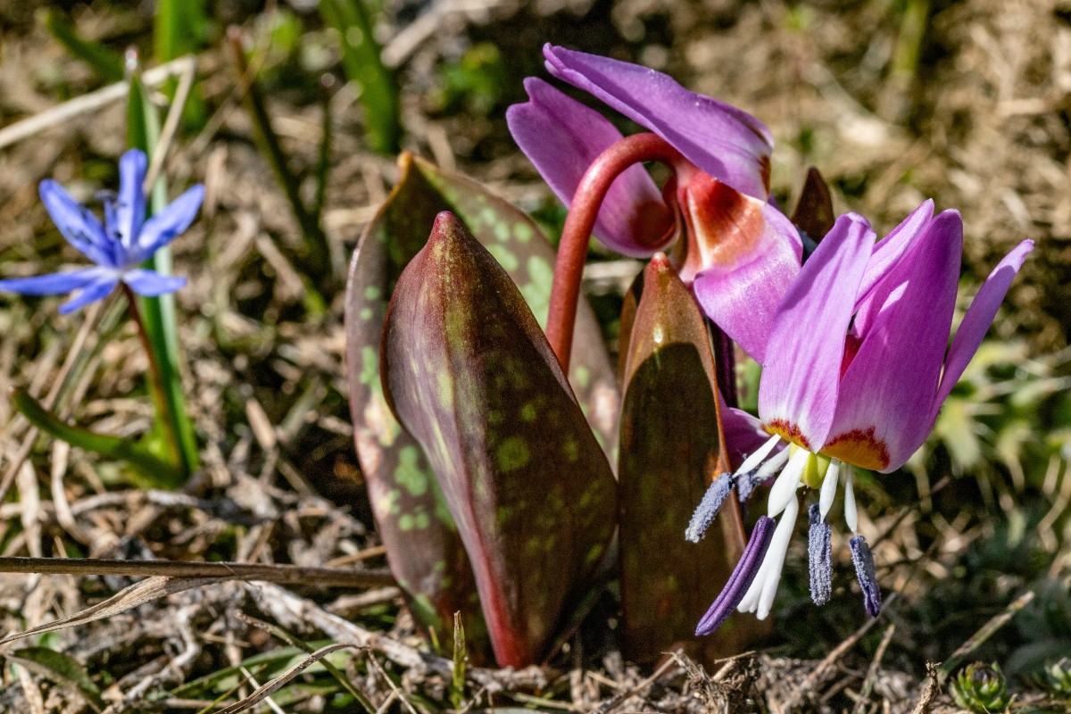 Erythronium dens- canis, Hunds-Zahnlilie_Falakro_260506_1.JPG