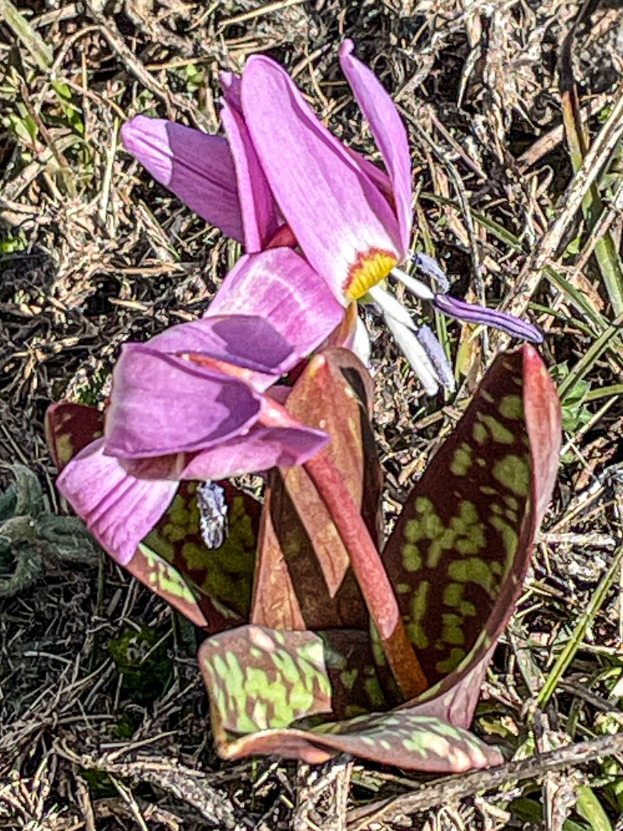 Erythronium dens- canis, Hunds-Zahnlilie_Falakro_260506_4798_1.JPG