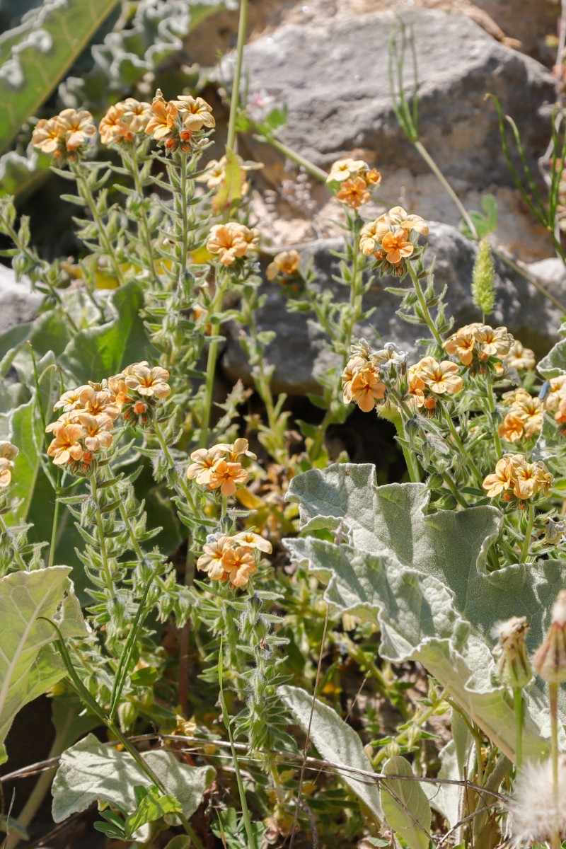 Alkanna,graeca  Griechische Alkanna_Philippi_260506_5863_1.JPG