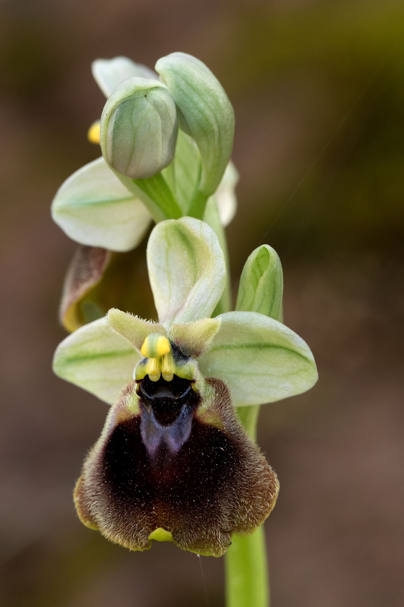 Ophrys normanii