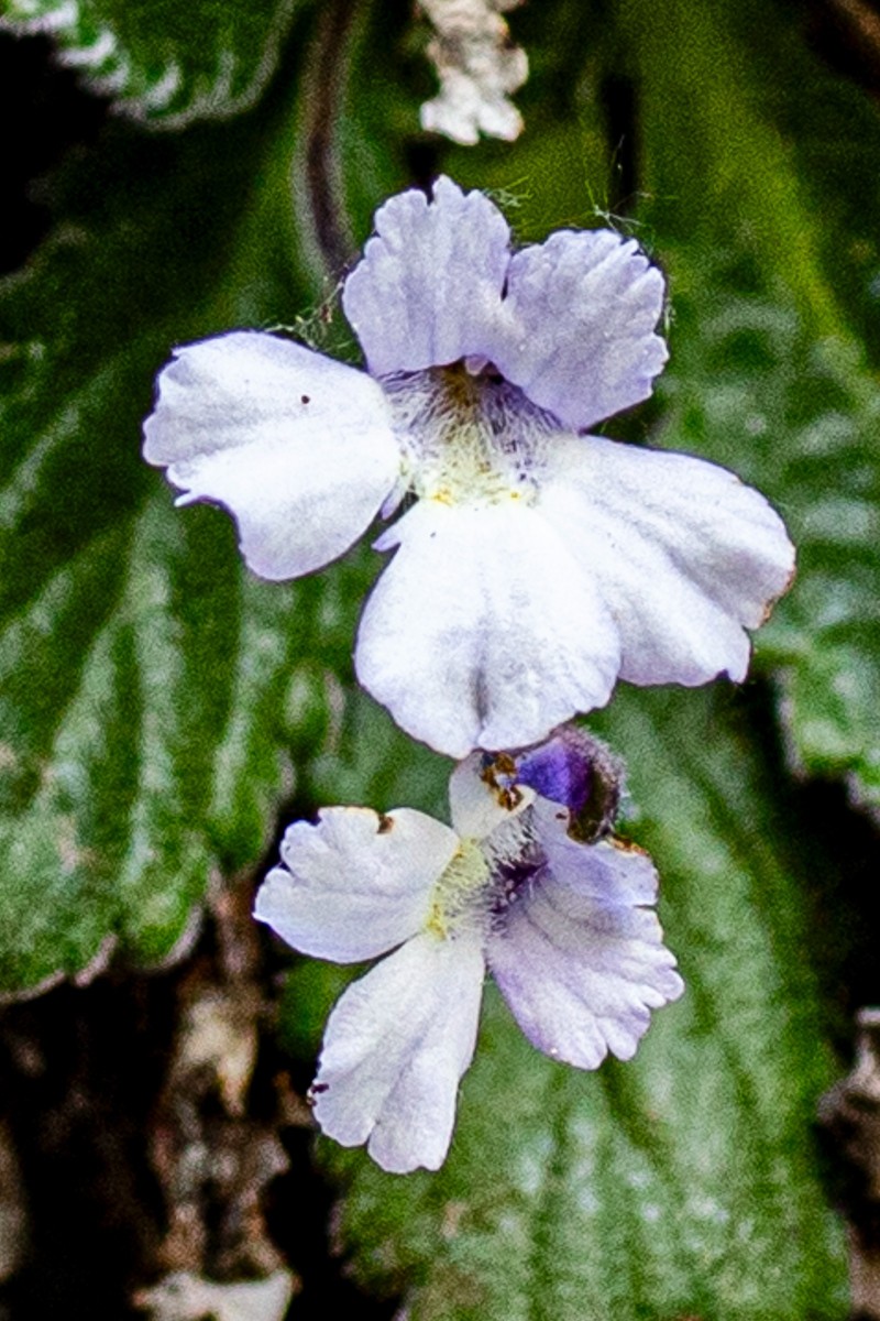 Haberlea__Nestos-Schlucht_260507_1.JPG