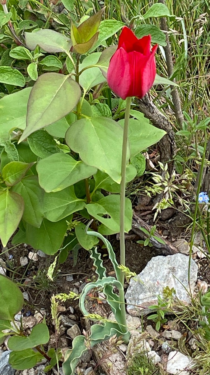 Tulipa Rhodopea Rhodopen-Tulpe_Nestos-Ausblick_260508_4883_1.JPG