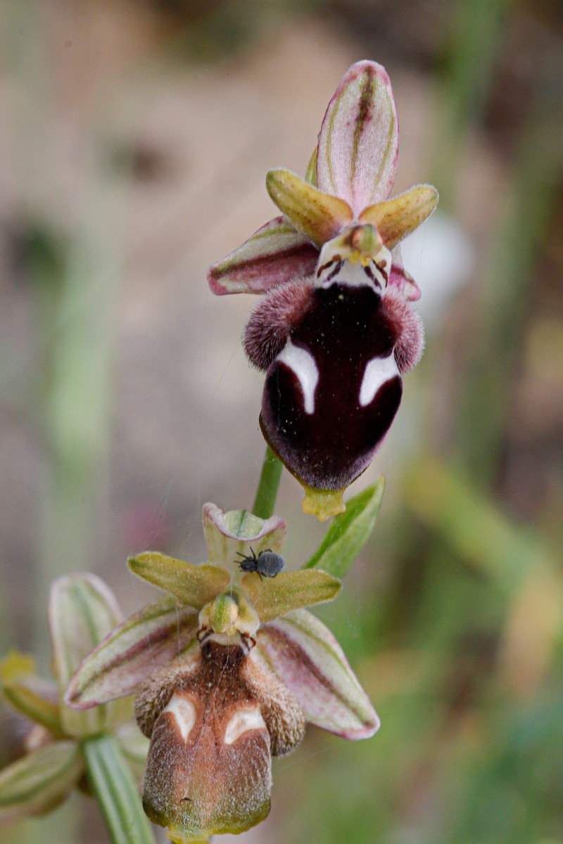 Ophrys reinholdii Reinholds Ragwurz_ 260509_Pangaion_6381_1.JPG