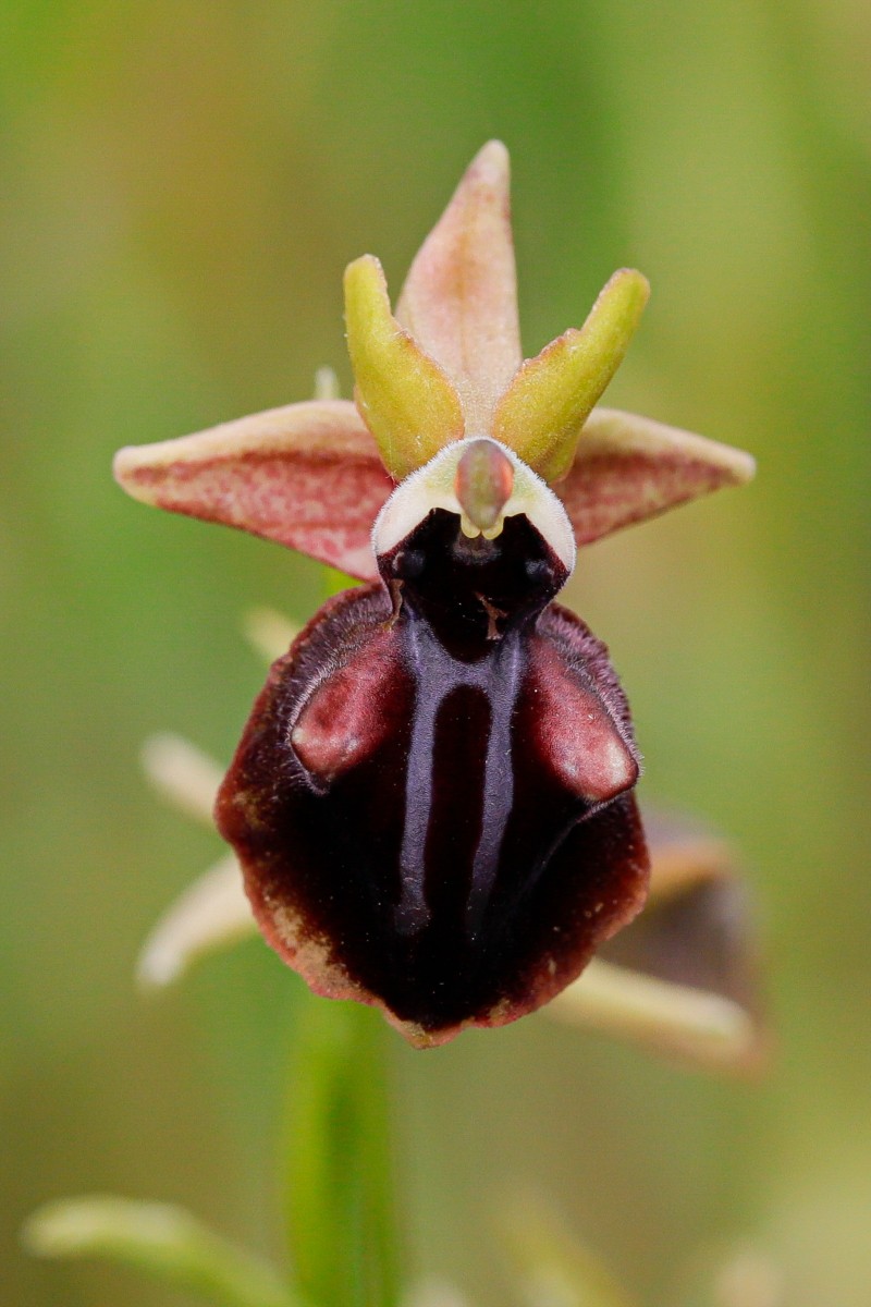 Ophrys mammosa Busen-Ragwurz_260509_Pangaion_6421_2_1.JPG