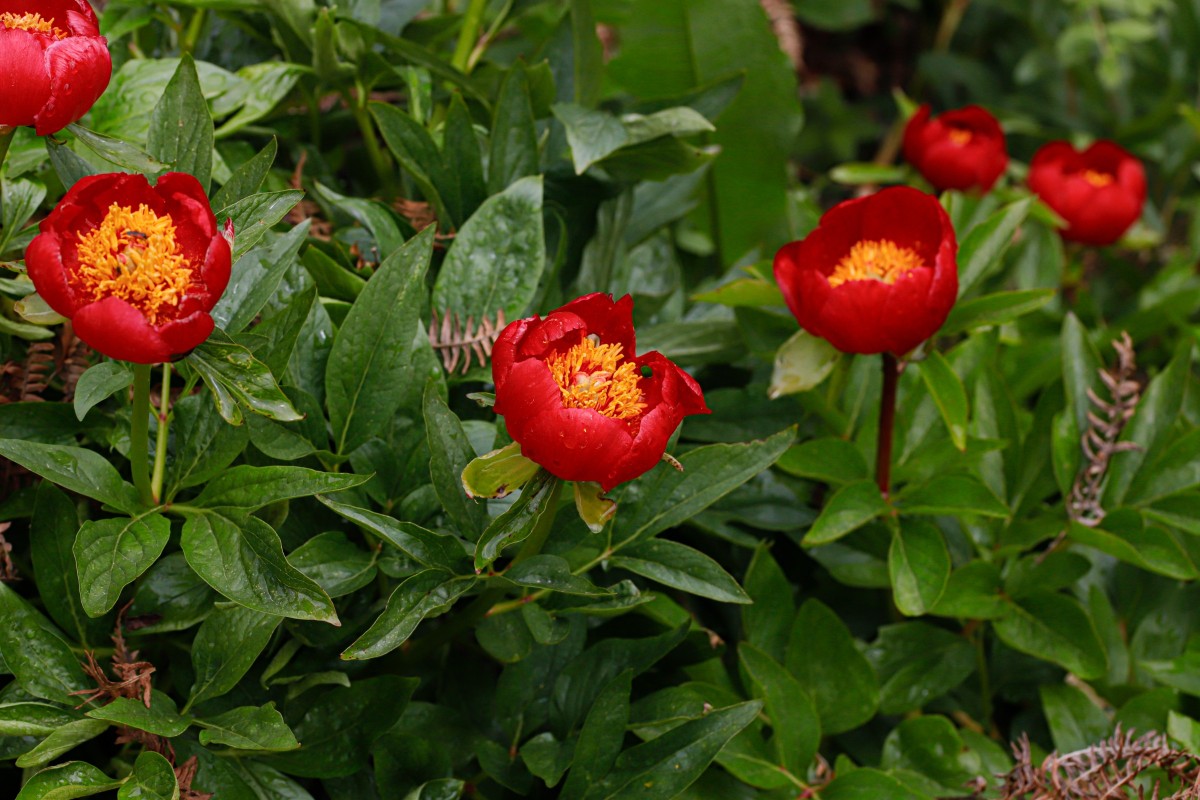 Paeonia saueri Pfingstrose_Pangaion_260509_6501_1.JPG