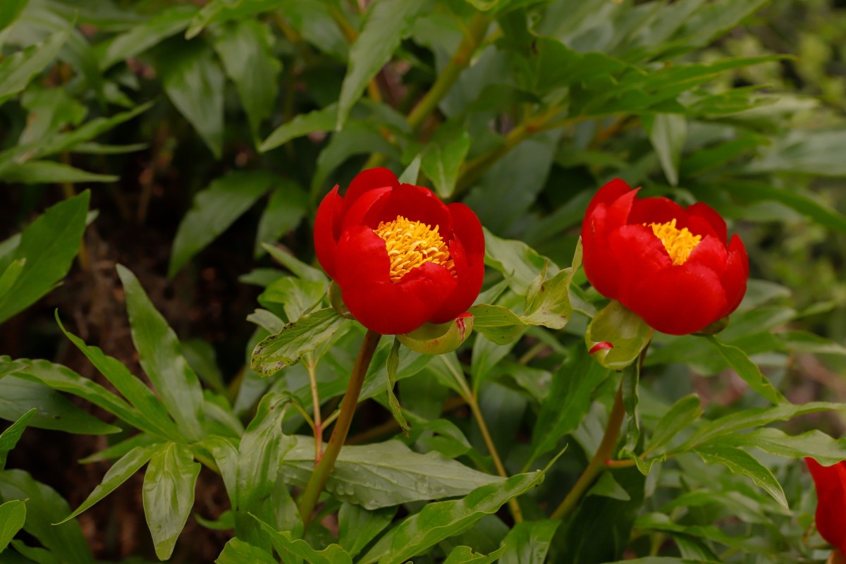 Paeonia saueri Pfingstrose_Pangaion_260509_MG_6514_1.JPG