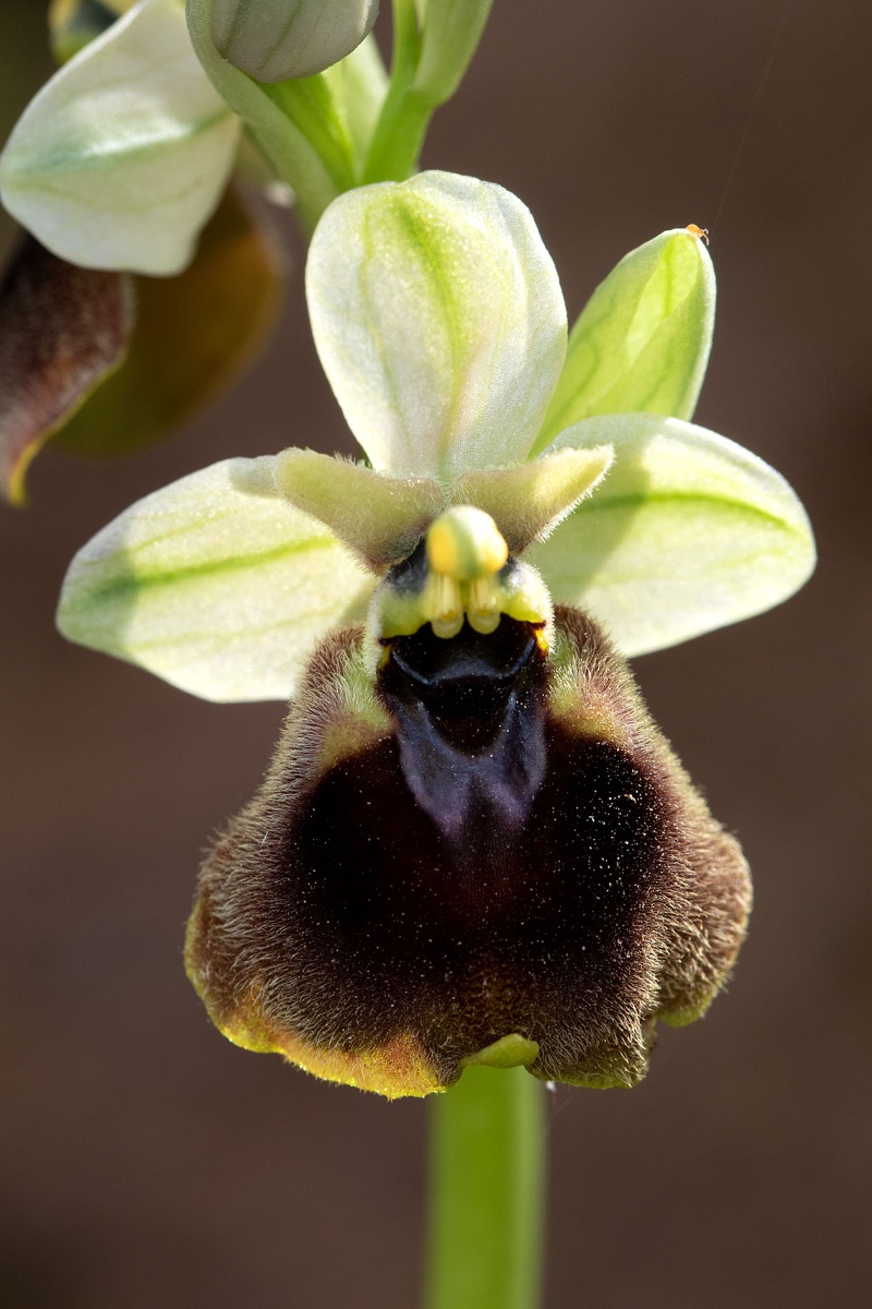 Ophrys normanii