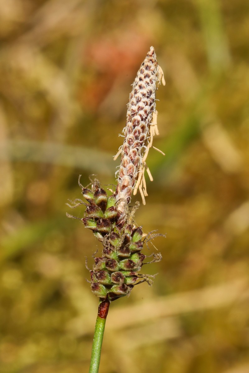Carex_e2a.jpg