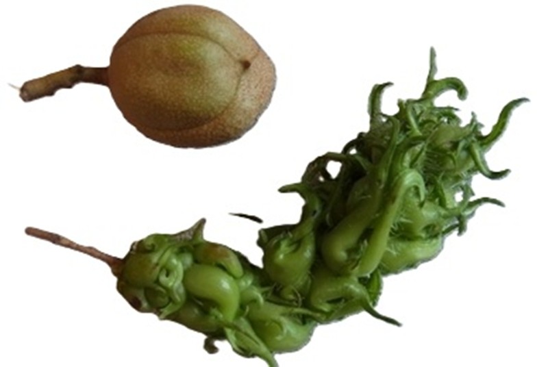 Hickory-Nuss und großes Fragezeichen-crop.jpg
