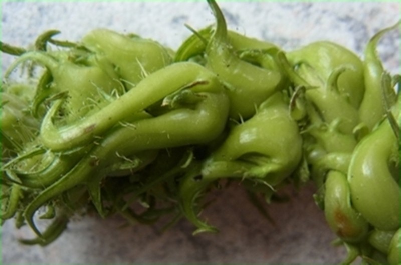 Hickory-Nuss und großes Fragezeichen-crop 1 .jpg