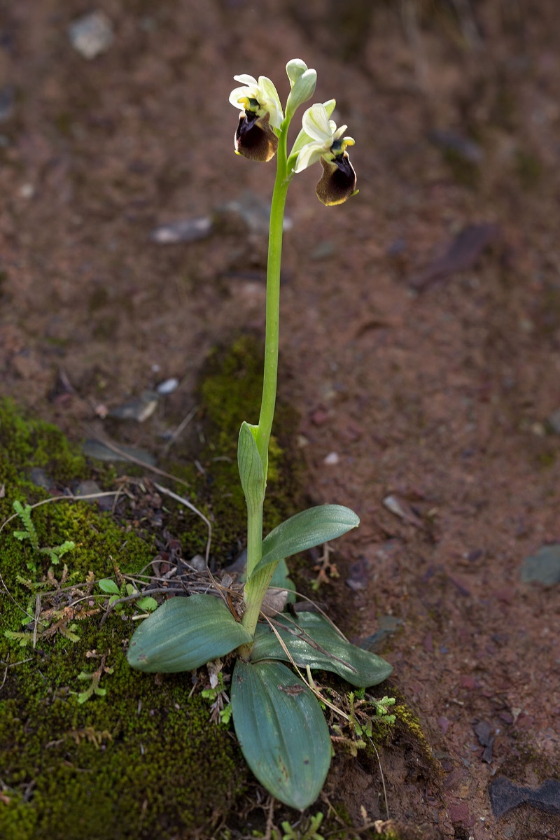 Ophrys normanii