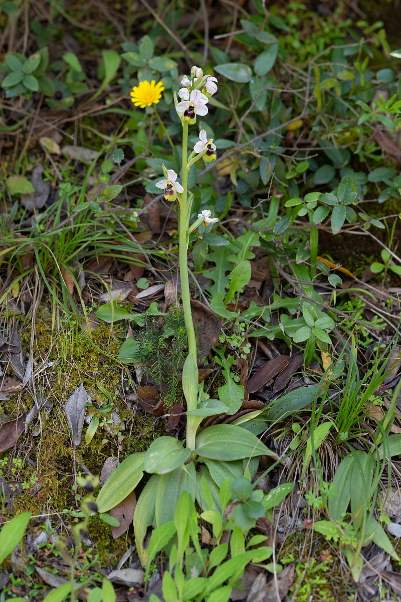 Ophrys neglecta