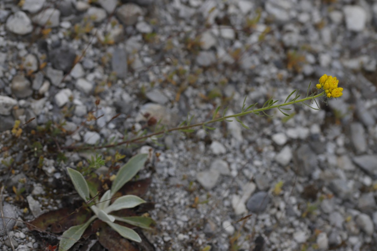 _260429_Thessaloniki_MG_4117.JPG