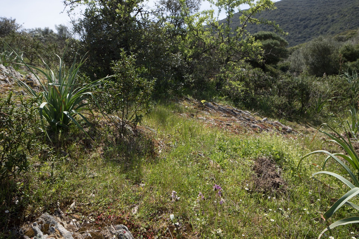 Biotop von Ophrys neglecta -die wahrscheinlich häufigste Orchidee auf Sardinen