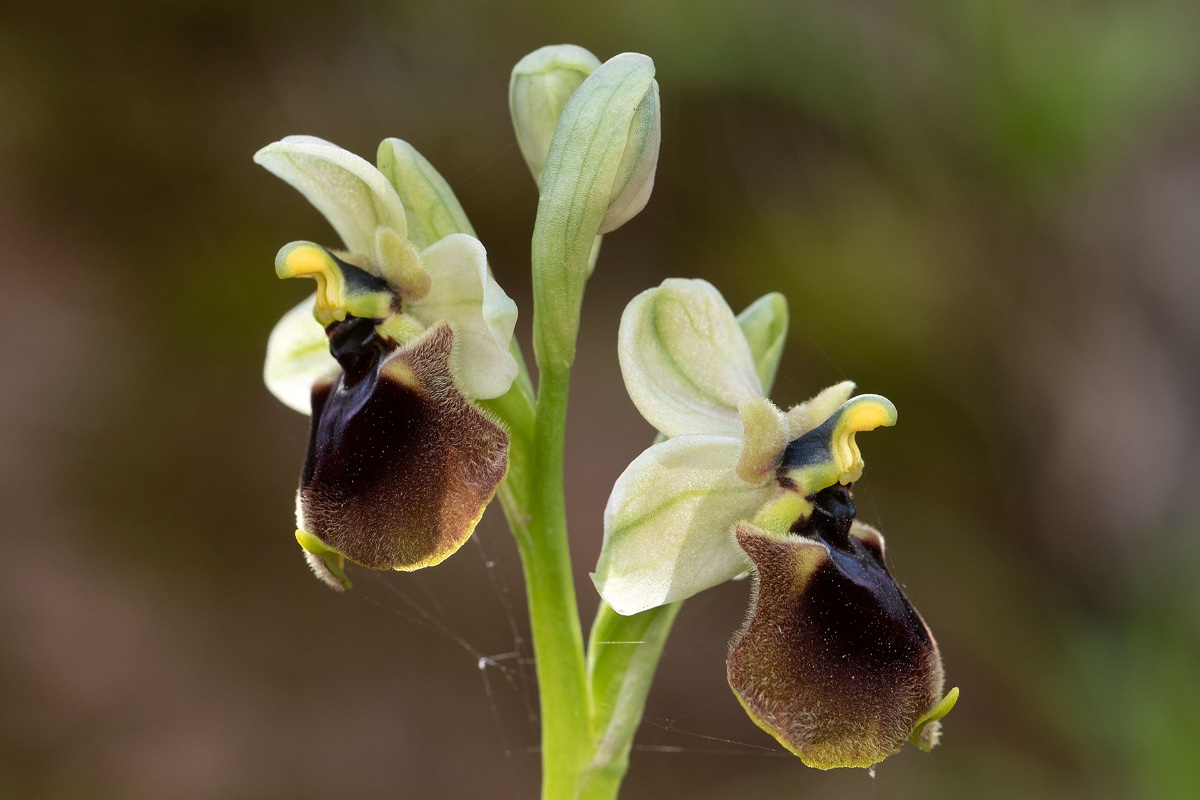 Ophrys normanii