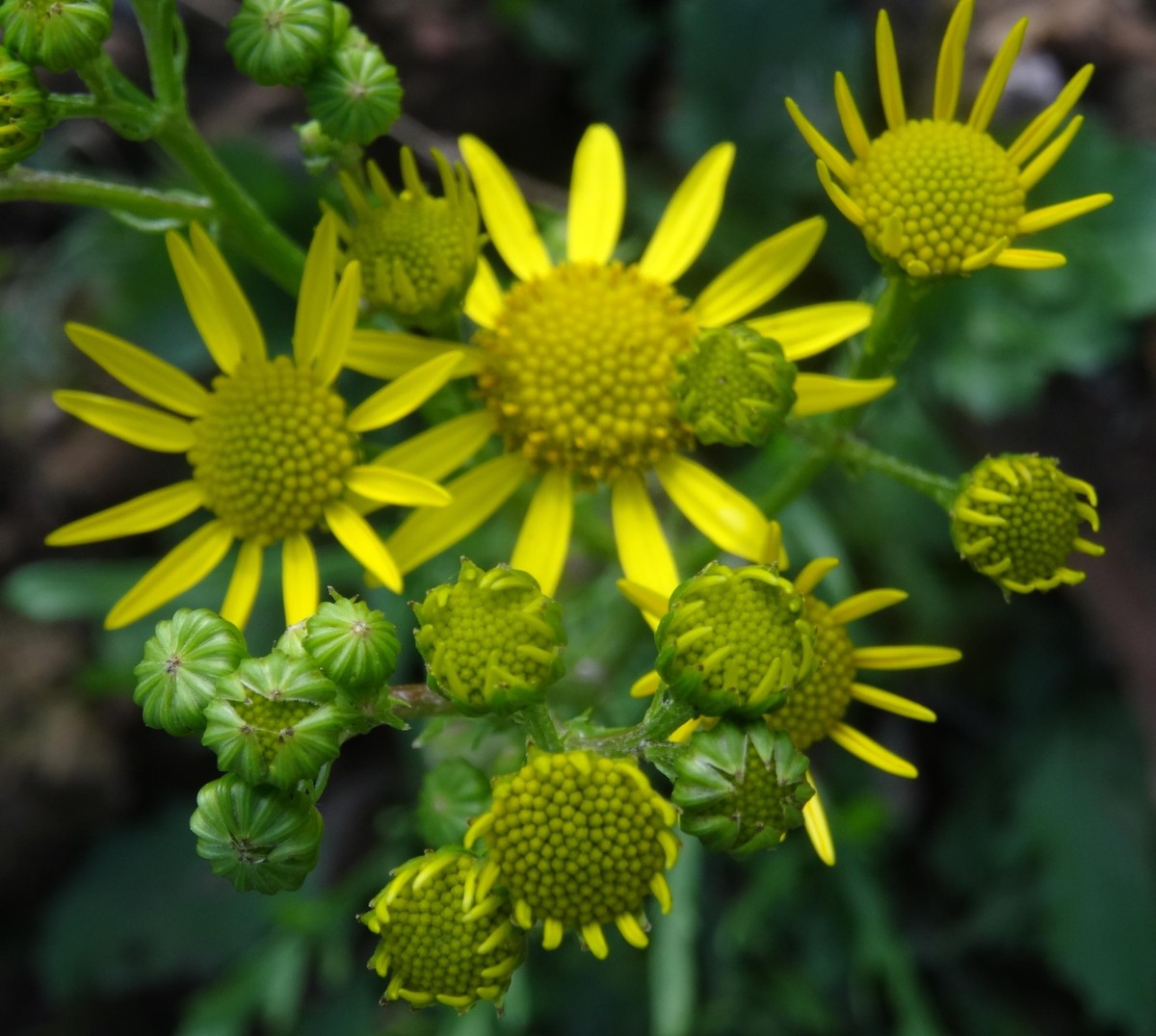 (2) Blüten von oben.JPG
