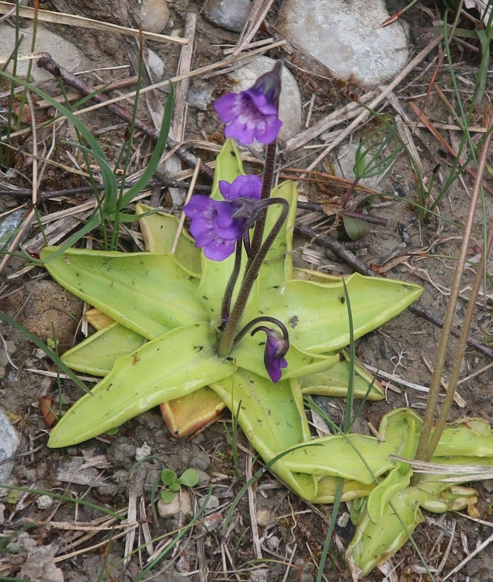 2026-05-21_Pinguicula vulgaris_Stadtwald Augsburg.jpg