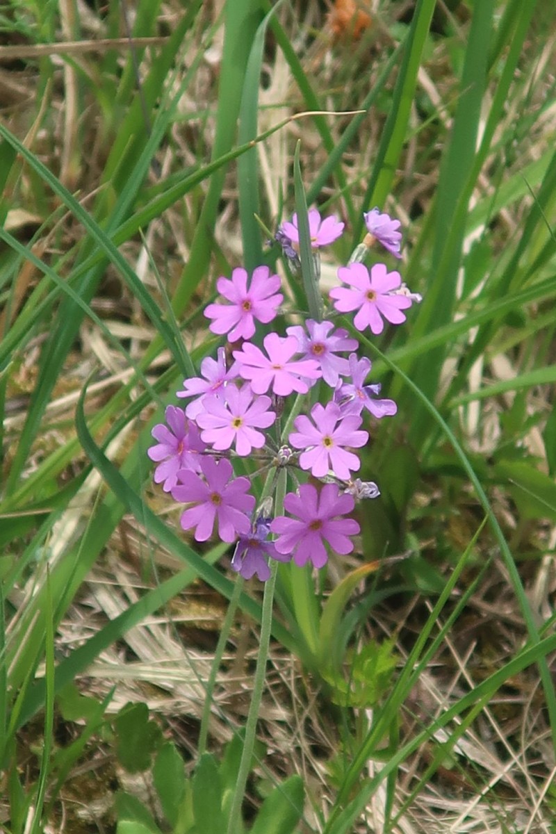 2026-05-21_Primula farinosa_Stadtwald Augsburg.jpg