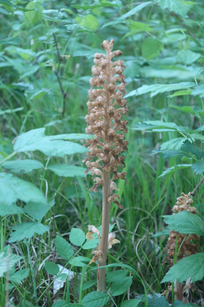 2026-05-22 Neottia nidus-avis_Stadtwald Augsburg.jpg