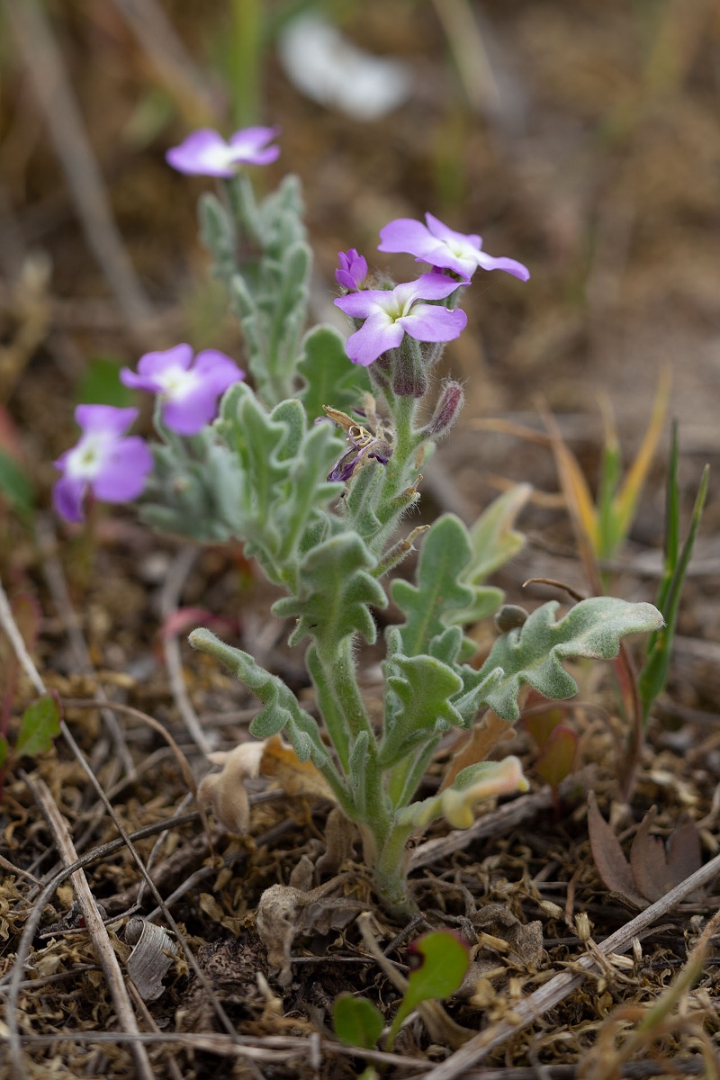 Matthiola tricuspidata (?)